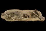 Plate of Five Jimbacrinus Crinoid Fossils - Australia #129405-3